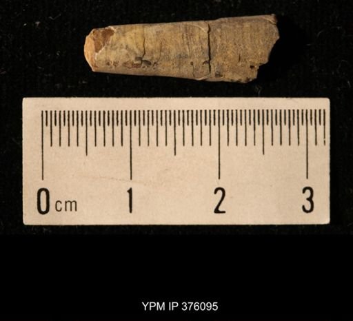 Pseudorthoceras knoxense