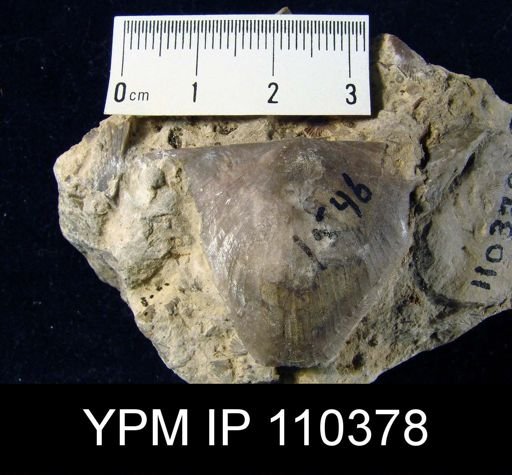 Brachyprion philomena