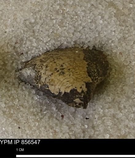 Protocardia sp.