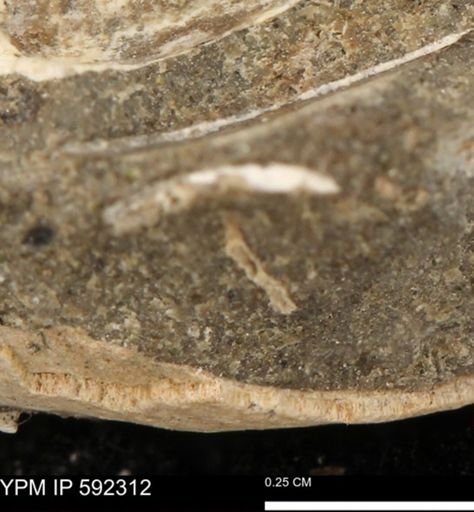undet. Bivalvia