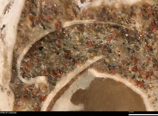 Corbulamella gregaria