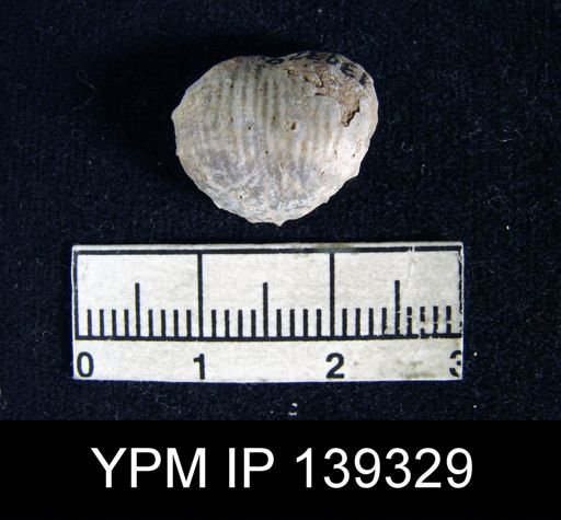 Marginifera typica