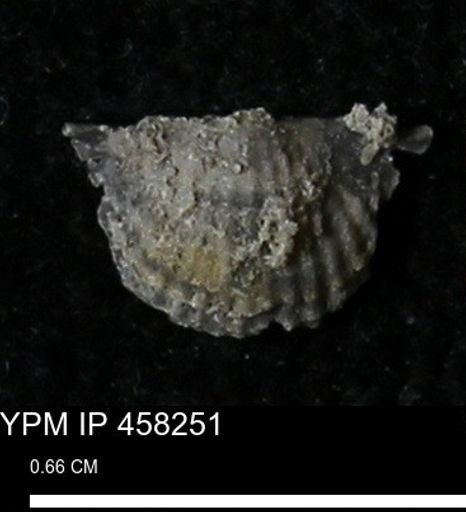 Chonetes mucronatus