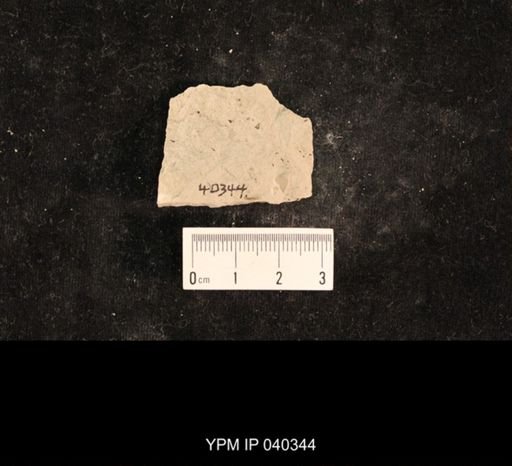 Chelopterum peregrinum