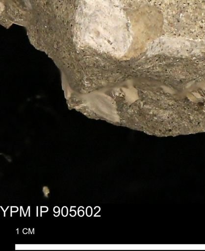 undet. Mollusca