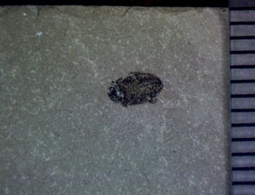 undet. Coleoptera