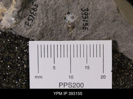 undet. Scaphitidae