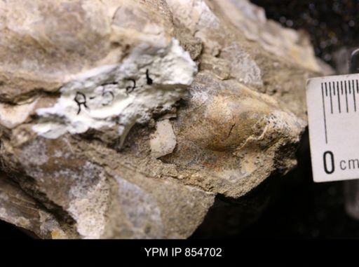 Pseudoptera subtortuosa