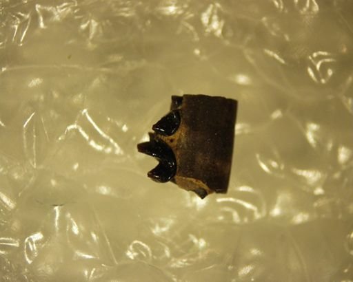Nyctitherium sp.