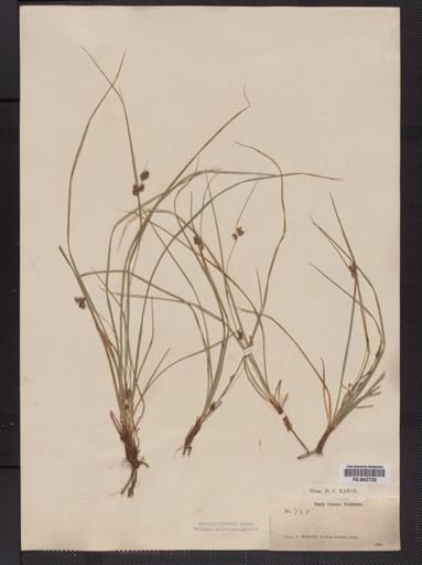 Plantae