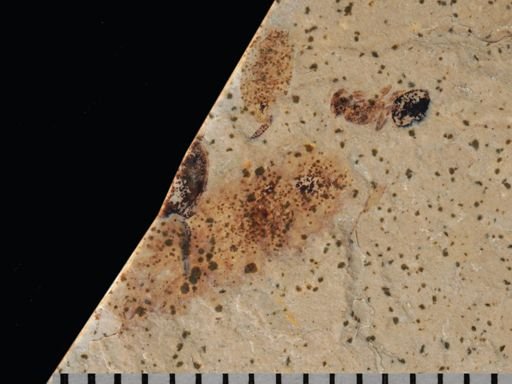 undet. Coleoptera