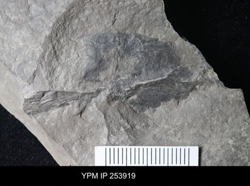 Pterygotidae