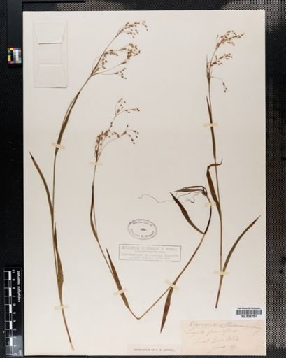 Luzula parviflora