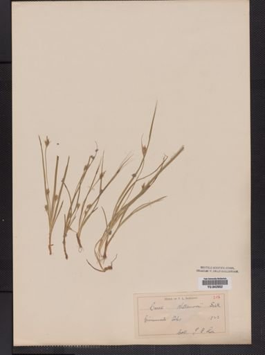 Carex willdenowii
