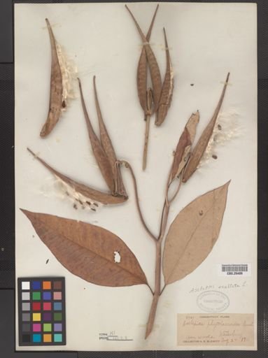 Asclepias phytolaccoides