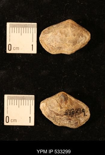 Athyris royssii