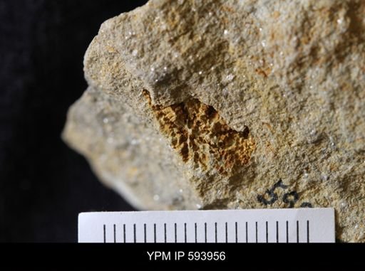 undet. Stelleroidea
