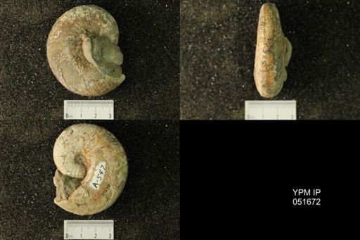 Hoploscaphites nicolletii