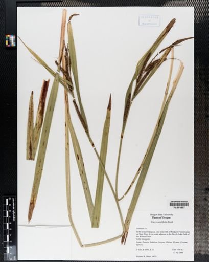 Carex amplifolia