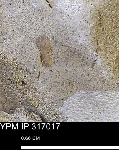 undet. Mollusca