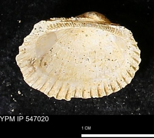 Scapharca transversa