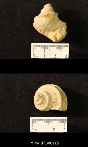 Worthenia sp.