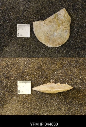 Sphenodiscus lenticularis