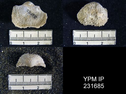 Juresania nebrascensis