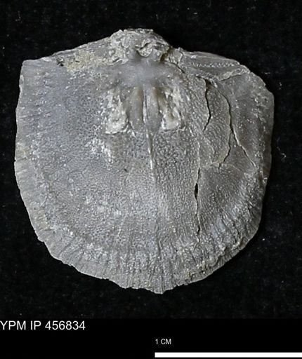 Stropheodonta sp.