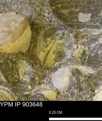 Corbulamella sp.