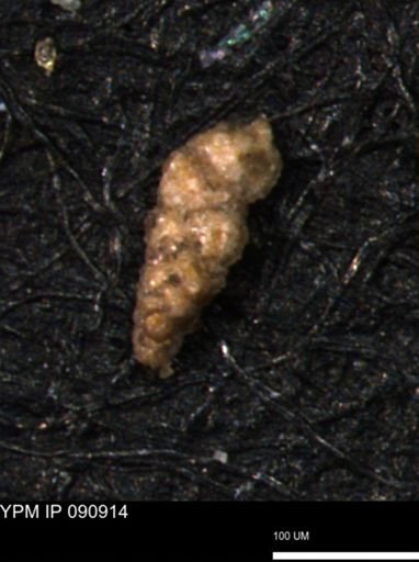 Verneuilina canadensis