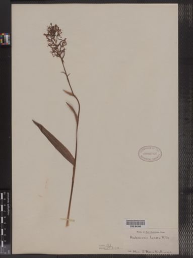 Habenaria lacera