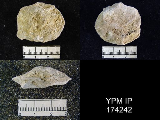 Derbyia sp.