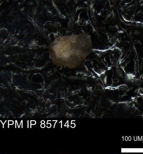 undet. Foraminiferida