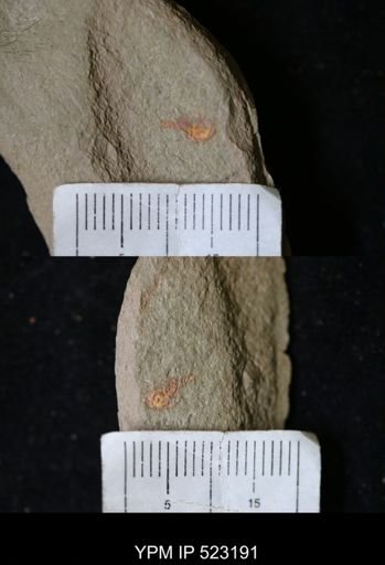 undet. Xiphosurida