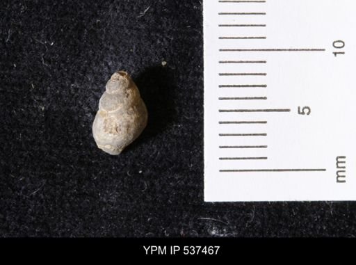 Goniobasis ortmanni