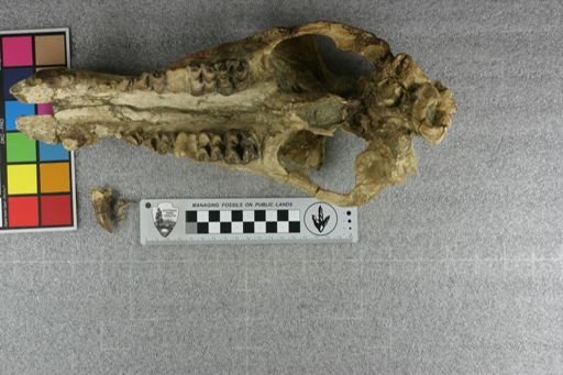 Elomeryx armatus cf. angustidens