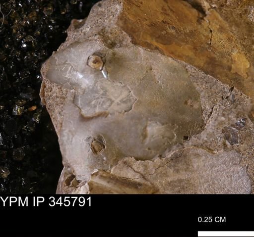 undet. Ammonoidea