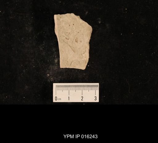 Lecorium elongatum