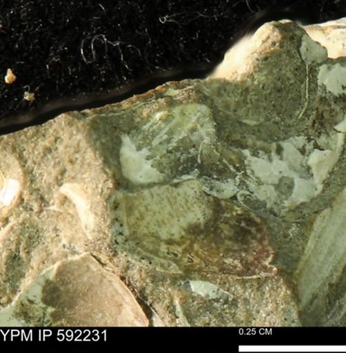undet. Bivalvia