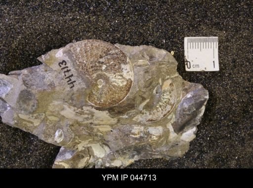 Sphenodiscus lenticularis
