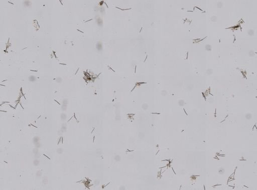 Haliclona oculata