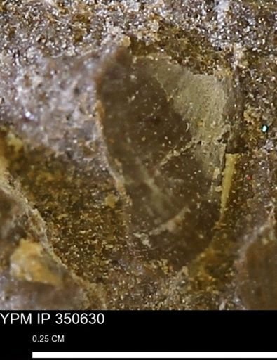 undet. Bivalvia
