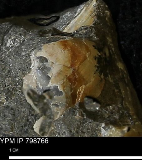 undet. Bivalvia