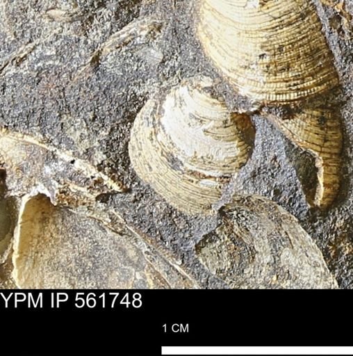 Limopsis sp.