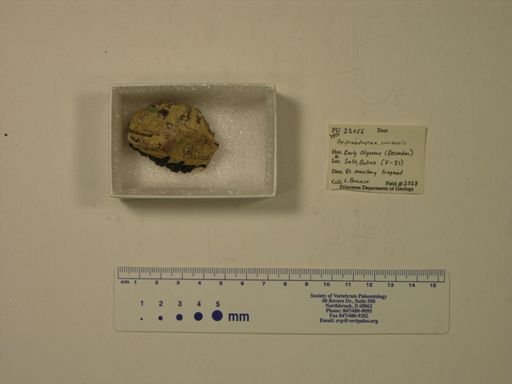 Archaeohyrax suniensis