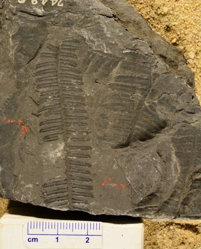 Pecopteris sp.