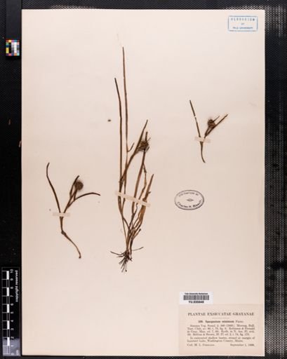 Sparganium minimum