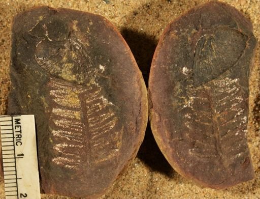 Pecopteris