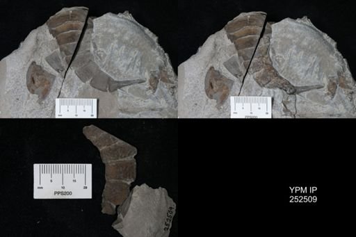 undet. Eurypterida